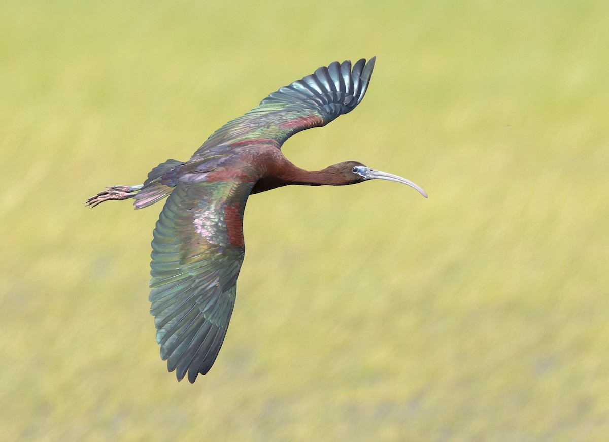 Glossy Ibis - ML637086613
