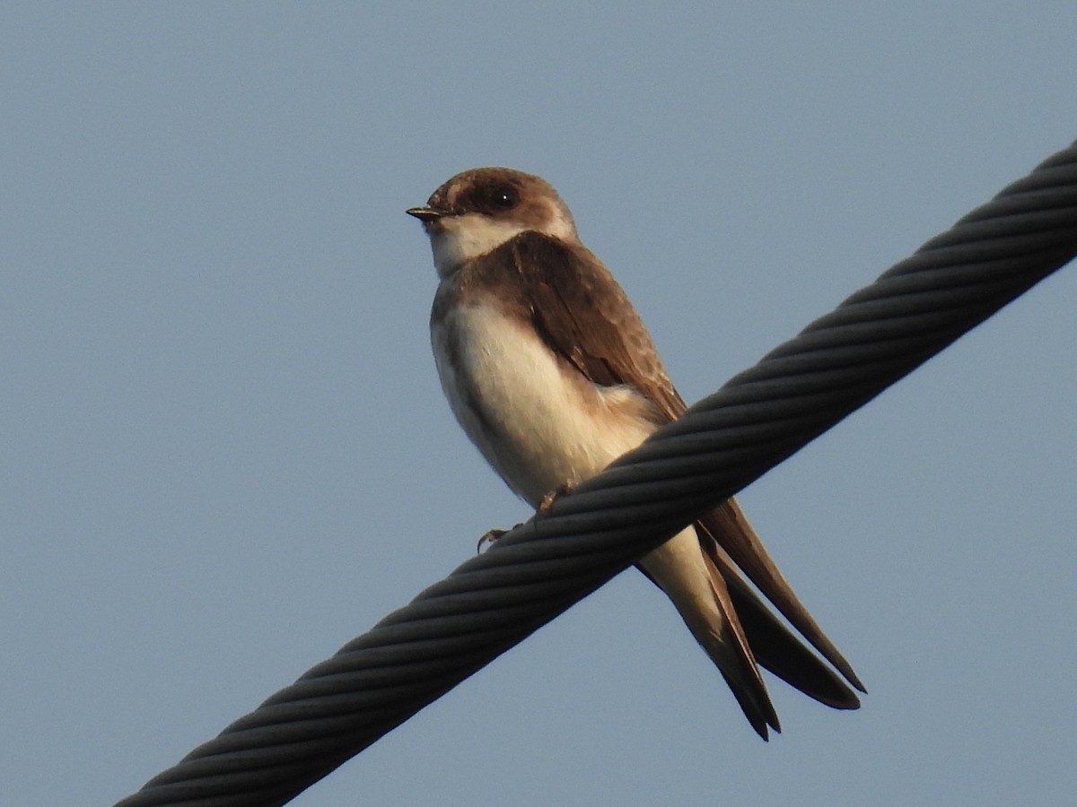 Bank Swallow - ML637086712