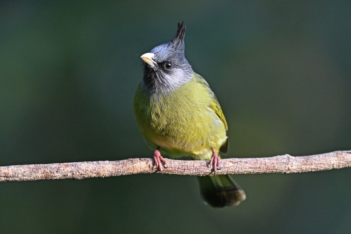 Crested Finchbill - ML637086734