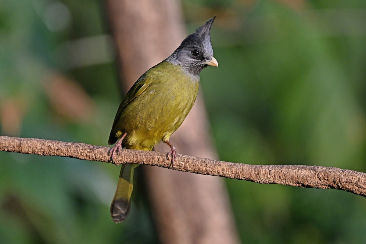 Crested Finchbill - ML637086738