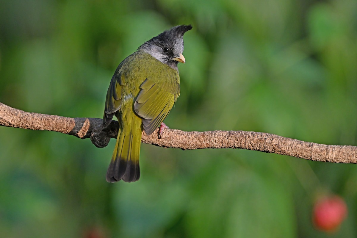 Crested Finchbill - ML637086740