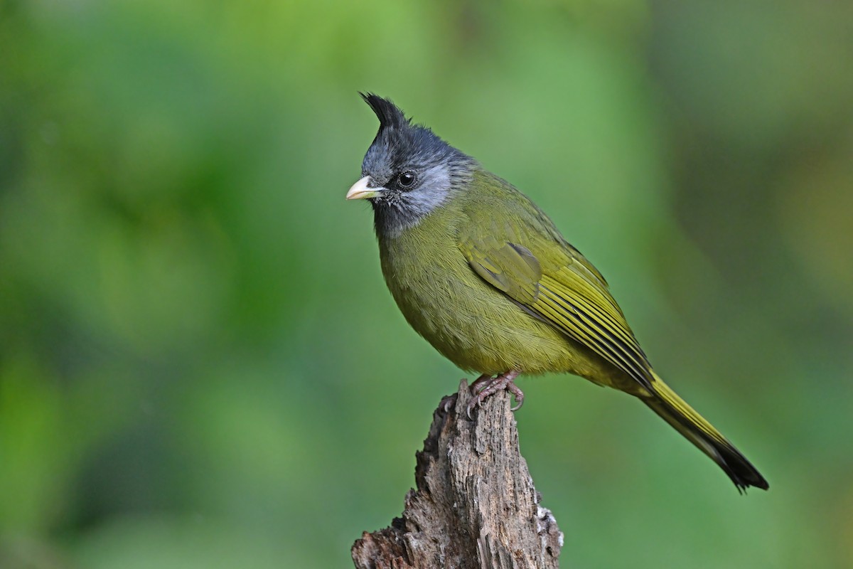 Crested Finchbill - ML637086741