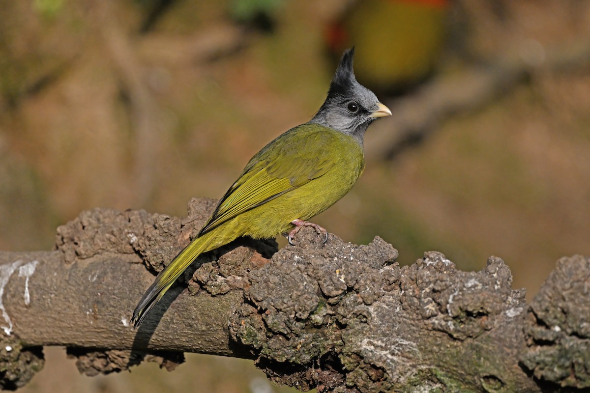 Crested Finchbill - ML637086742