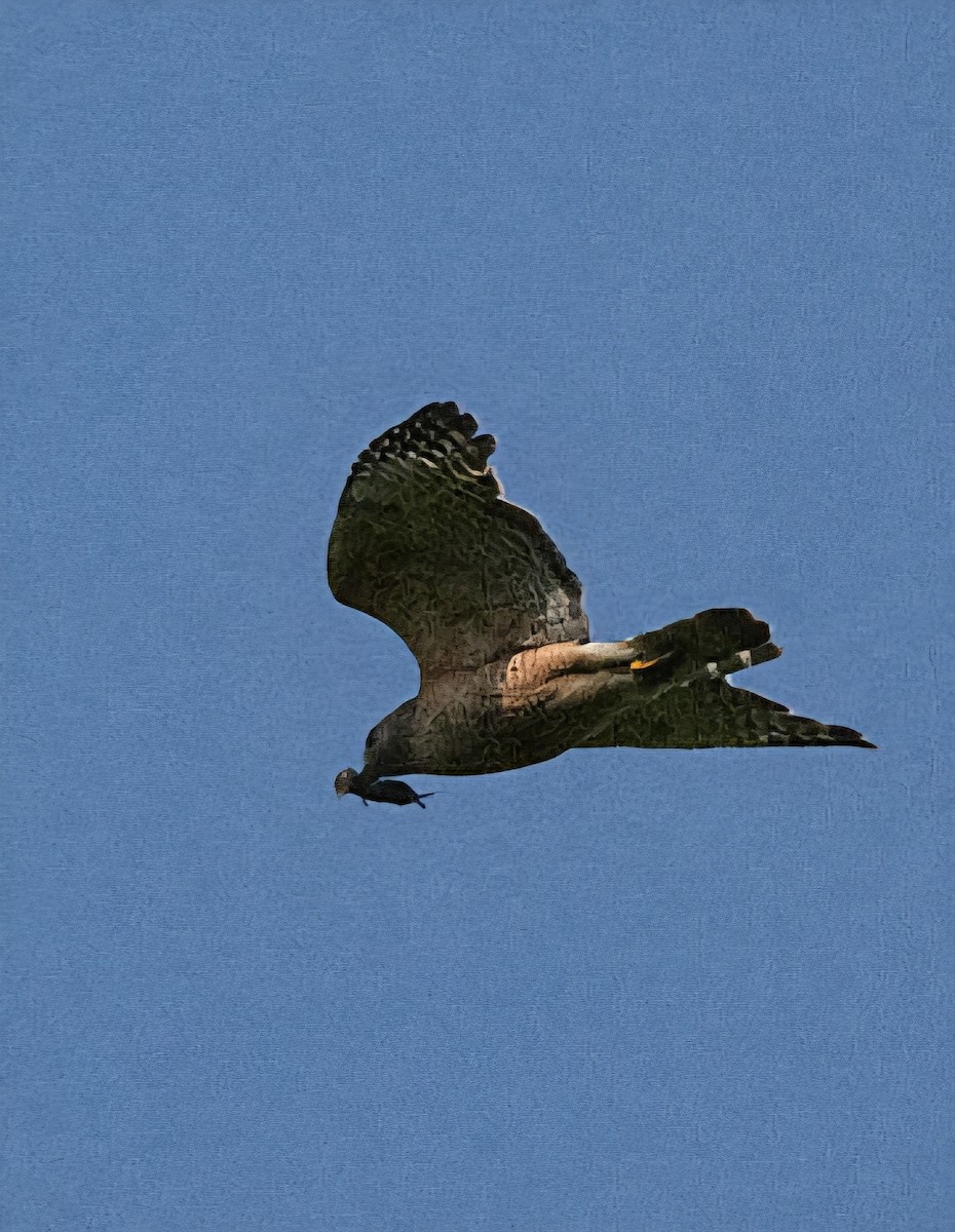 カタアカノスリ - ML637086840