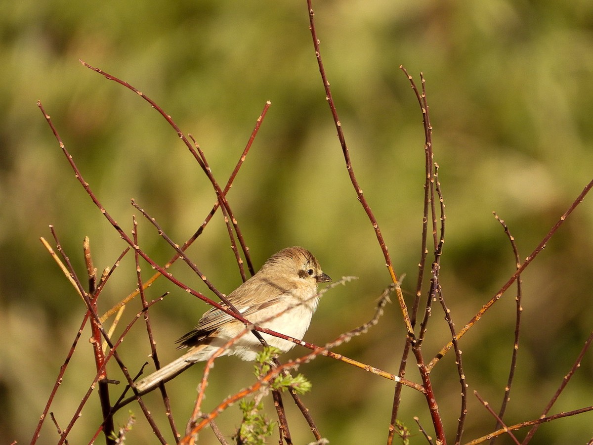 Isabelline Shrike - ML637087018