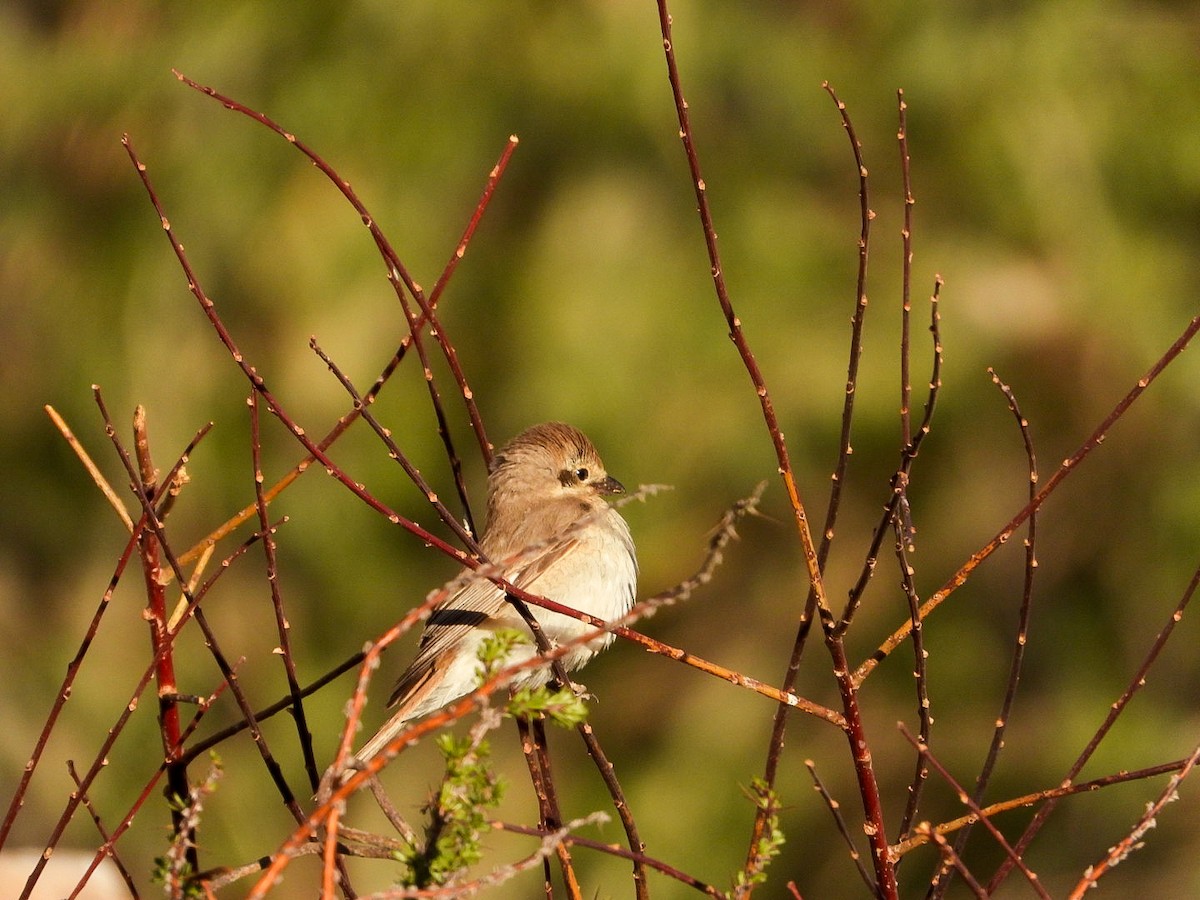 Isabelline Shrike - ML637087020