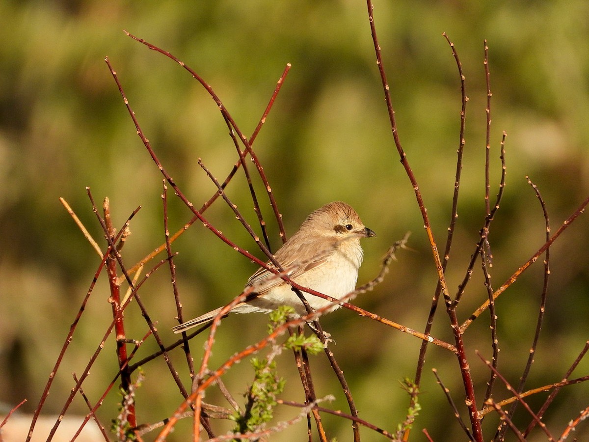 Isabelline Shrike - ML637087021