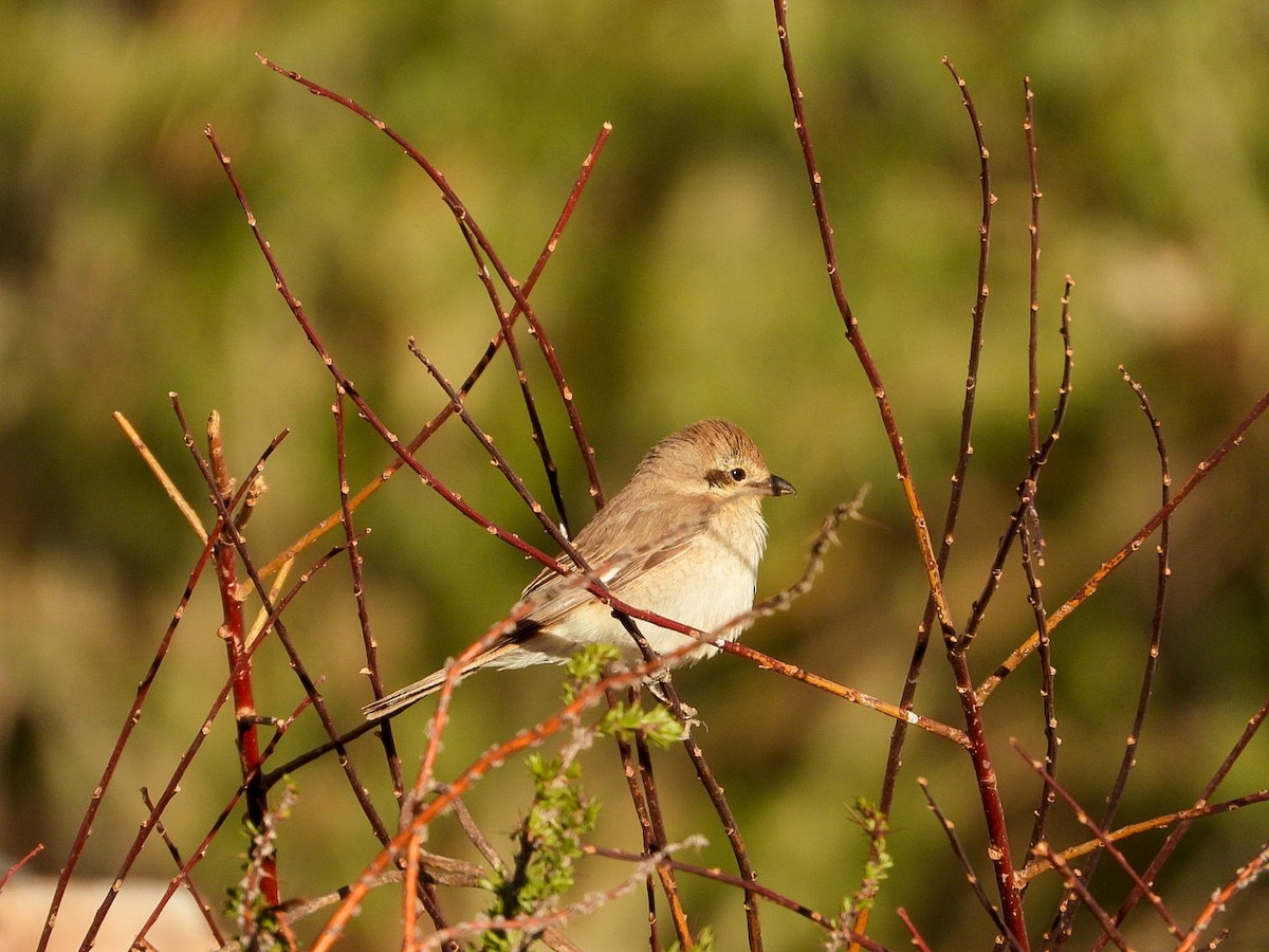 Isabelline Shrike - ML637087022
