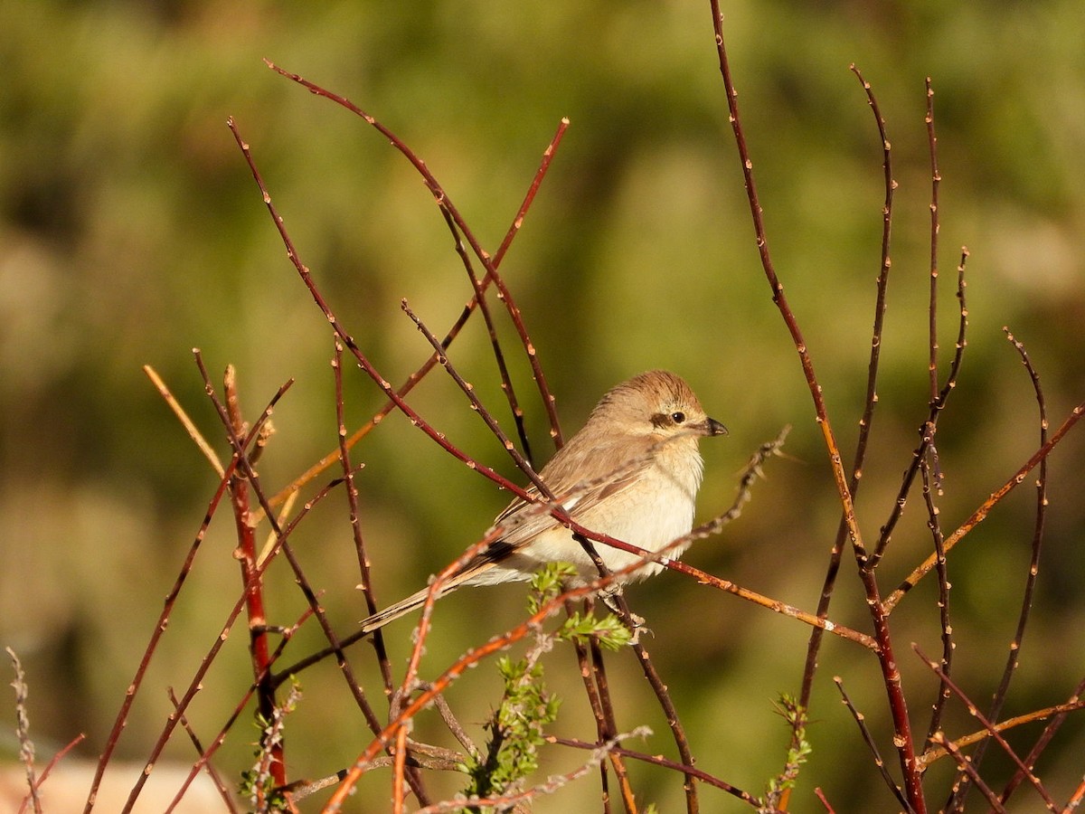 Isabelline Shrike - ML637087023