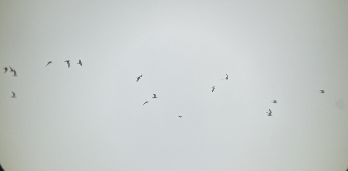 Whiskered Tern - ML637087052