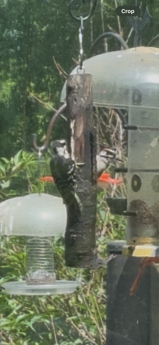 Hairy Woodpecker (Eastern) - ML637087085
