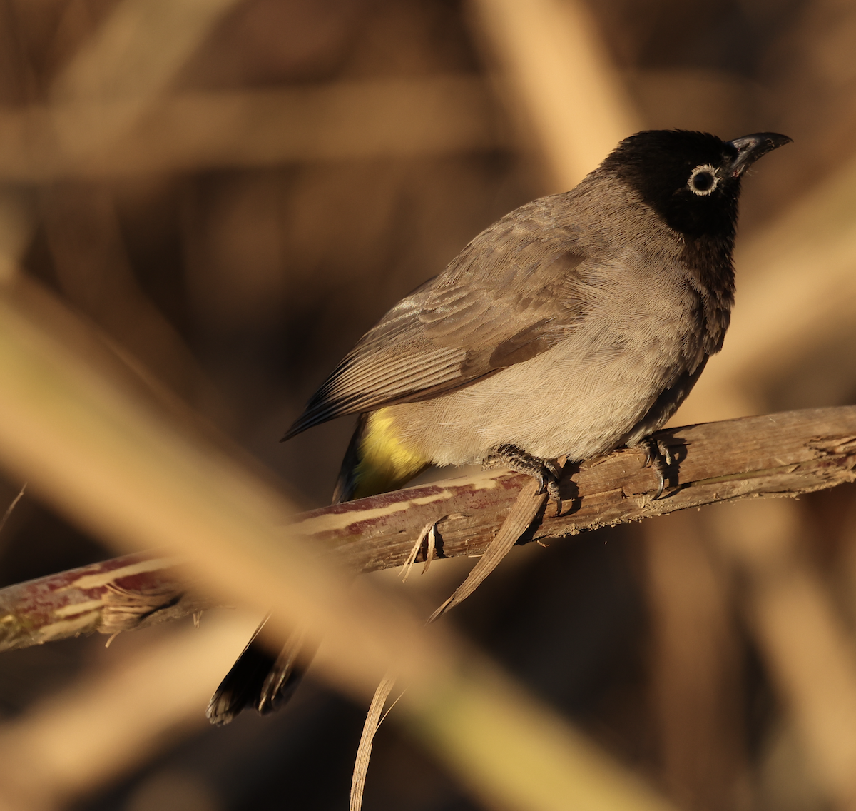 bulbul arabský - ML637087216