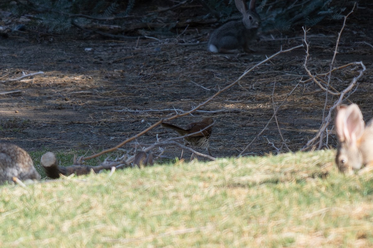Brown Thrasher - ML637087423