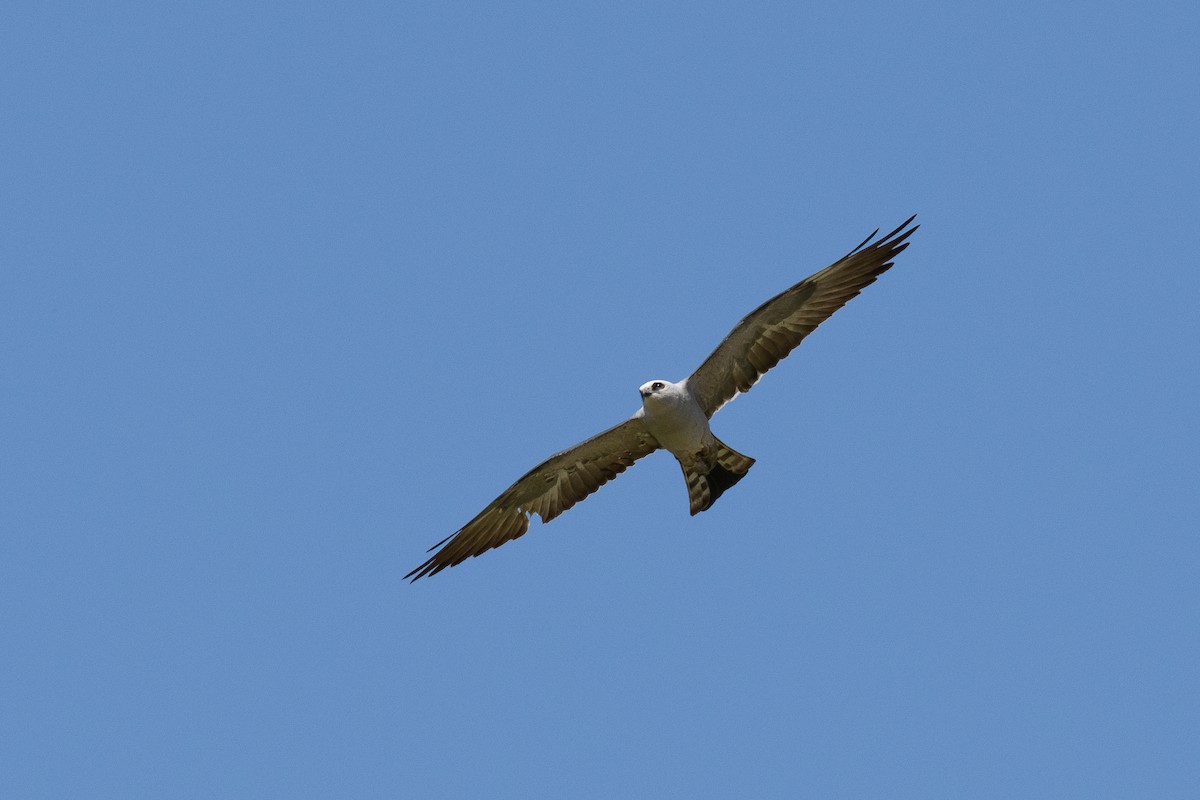 Mississippi Kite - ML637087445