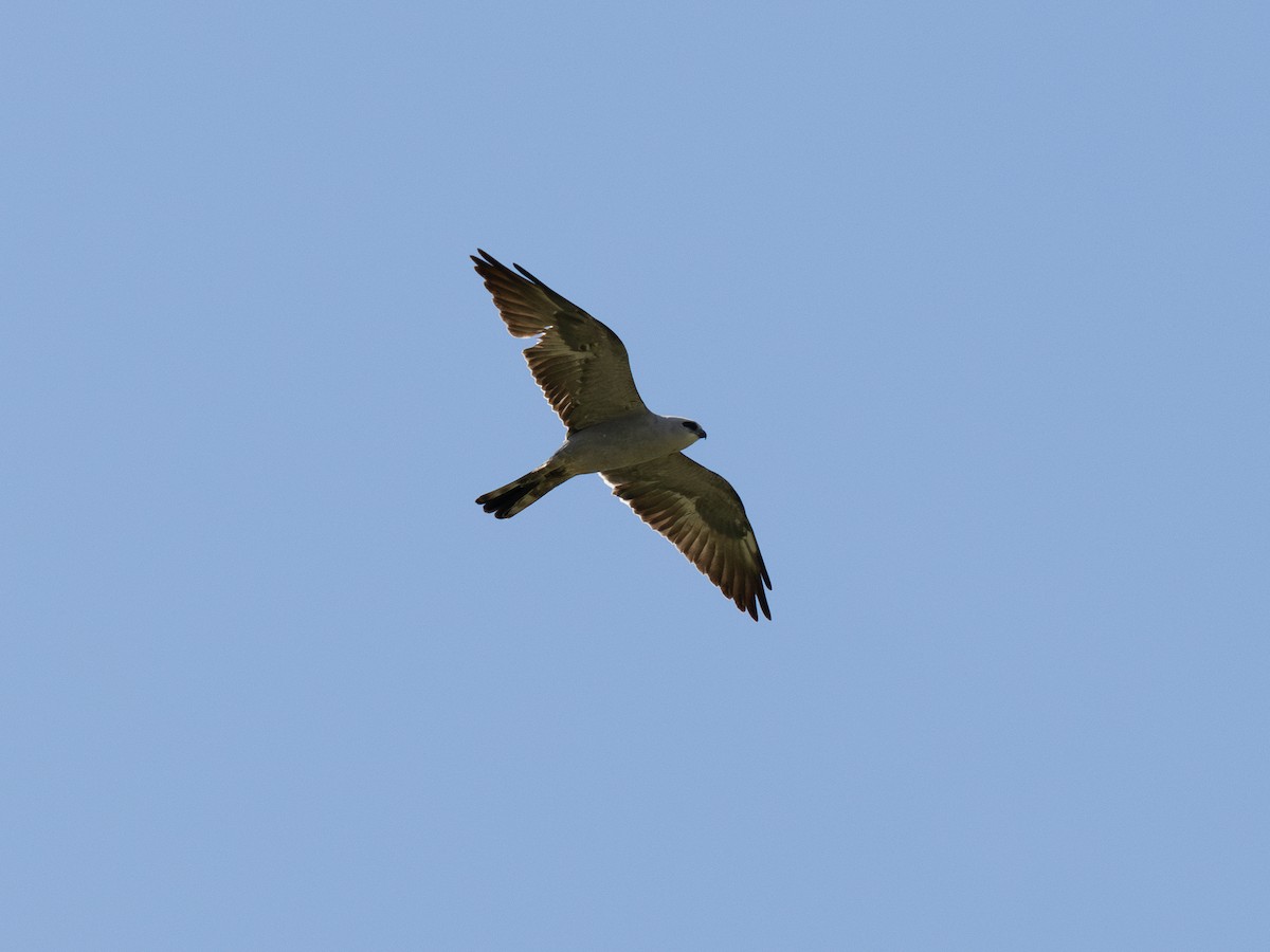 Mississippi Kite - ML637087446