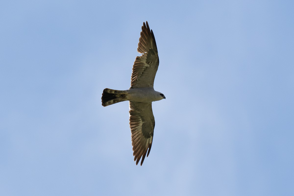 Mississippi Kite - ML637087448