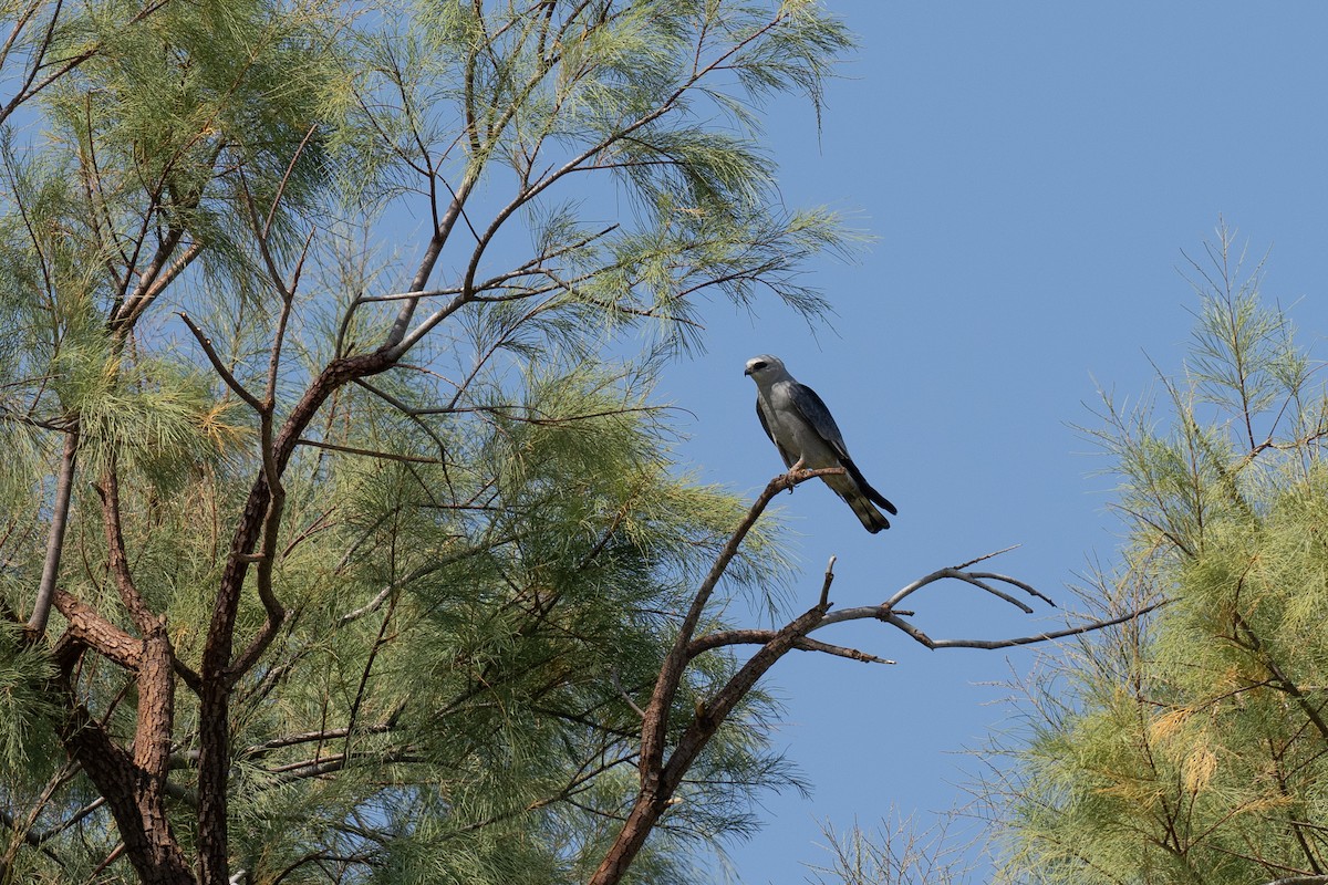 Mississippi Kite - ML637087449
