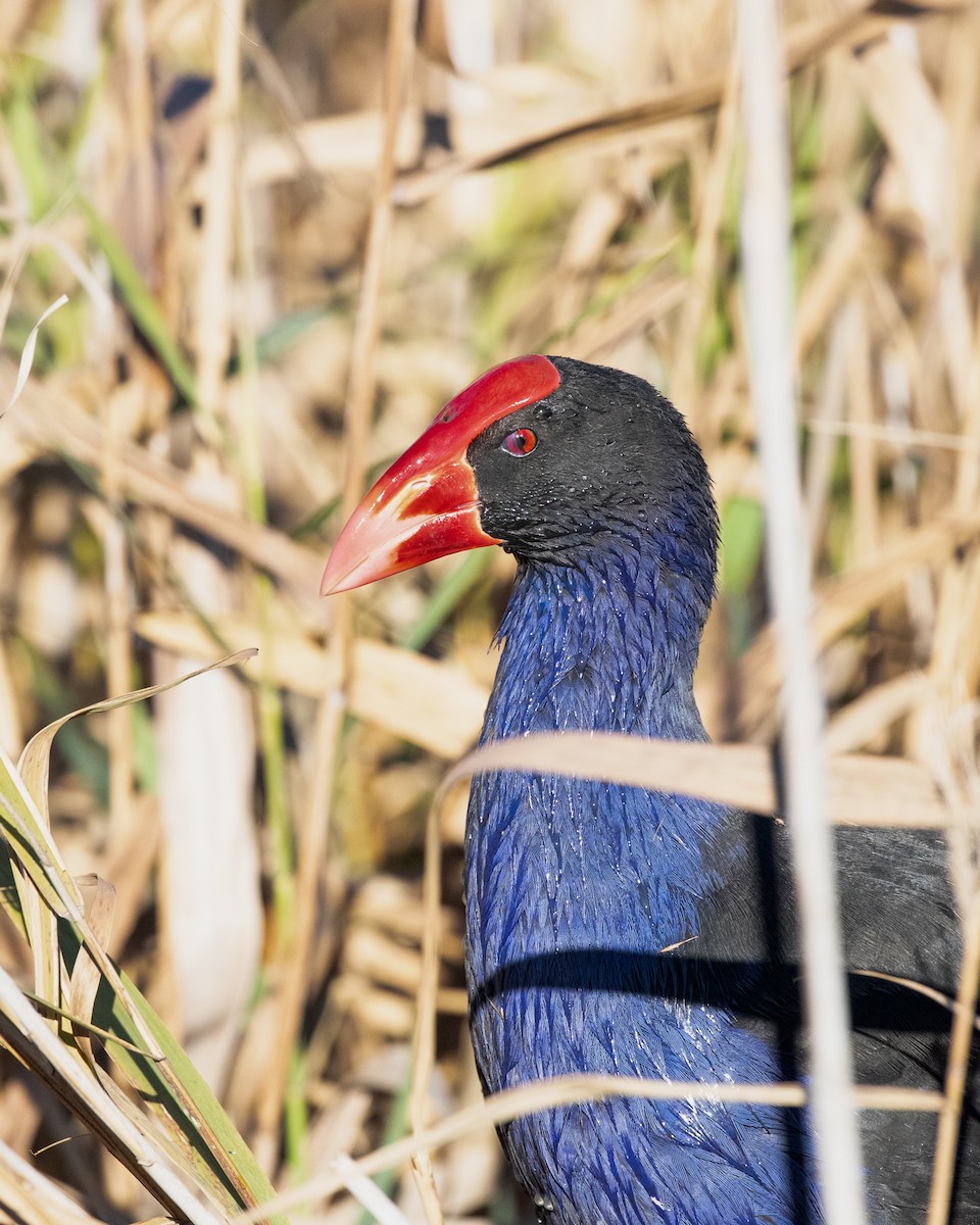 Australasian Swamphen - ML637087455