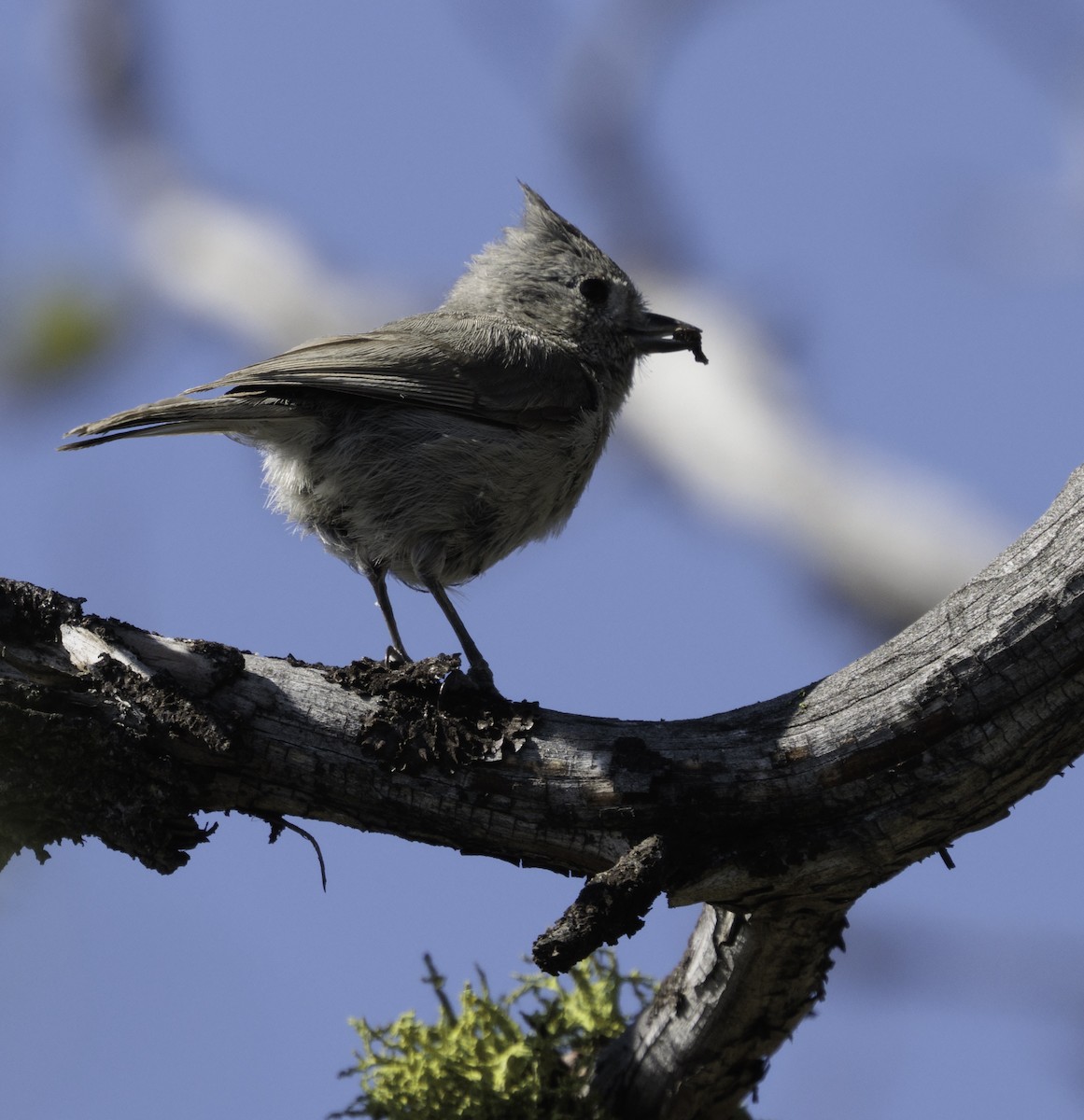 Juniper Titmouse - ML637087461