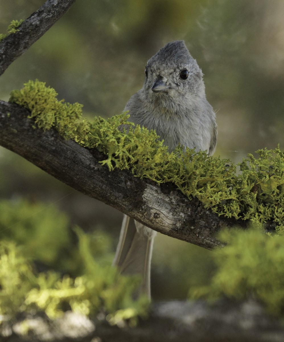 Juniper Titmouse - ML637087462
