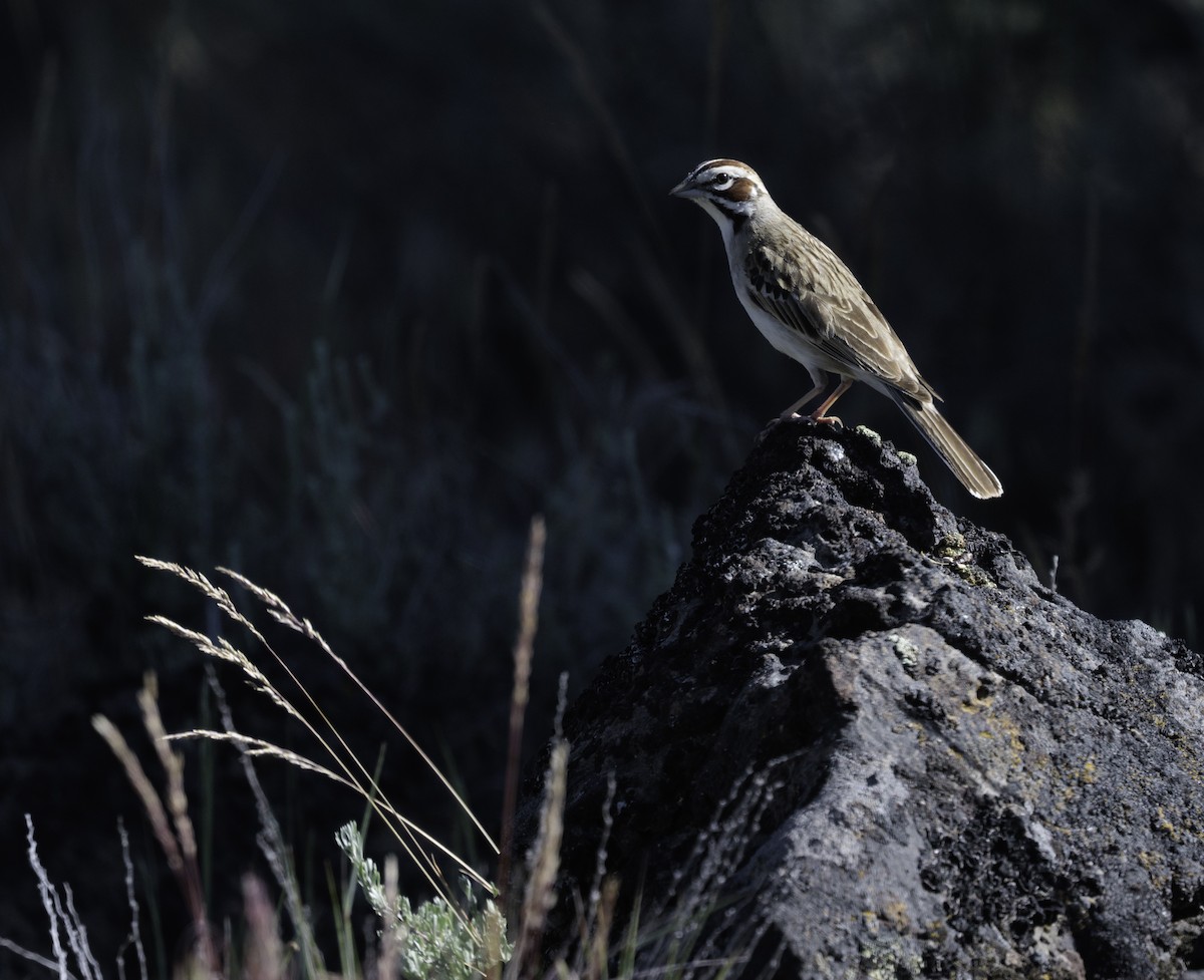 Lark Sparrow - ML637087466