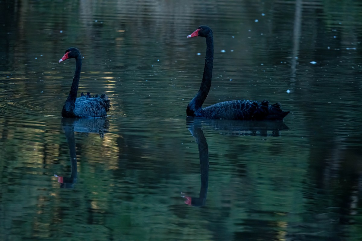 Cigno nero - ML637087535