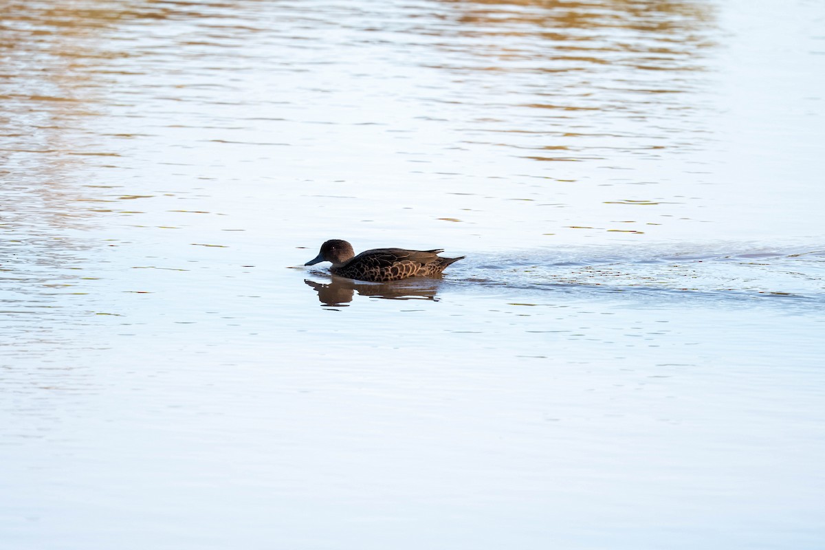 Chestnut Teal - ML637087543