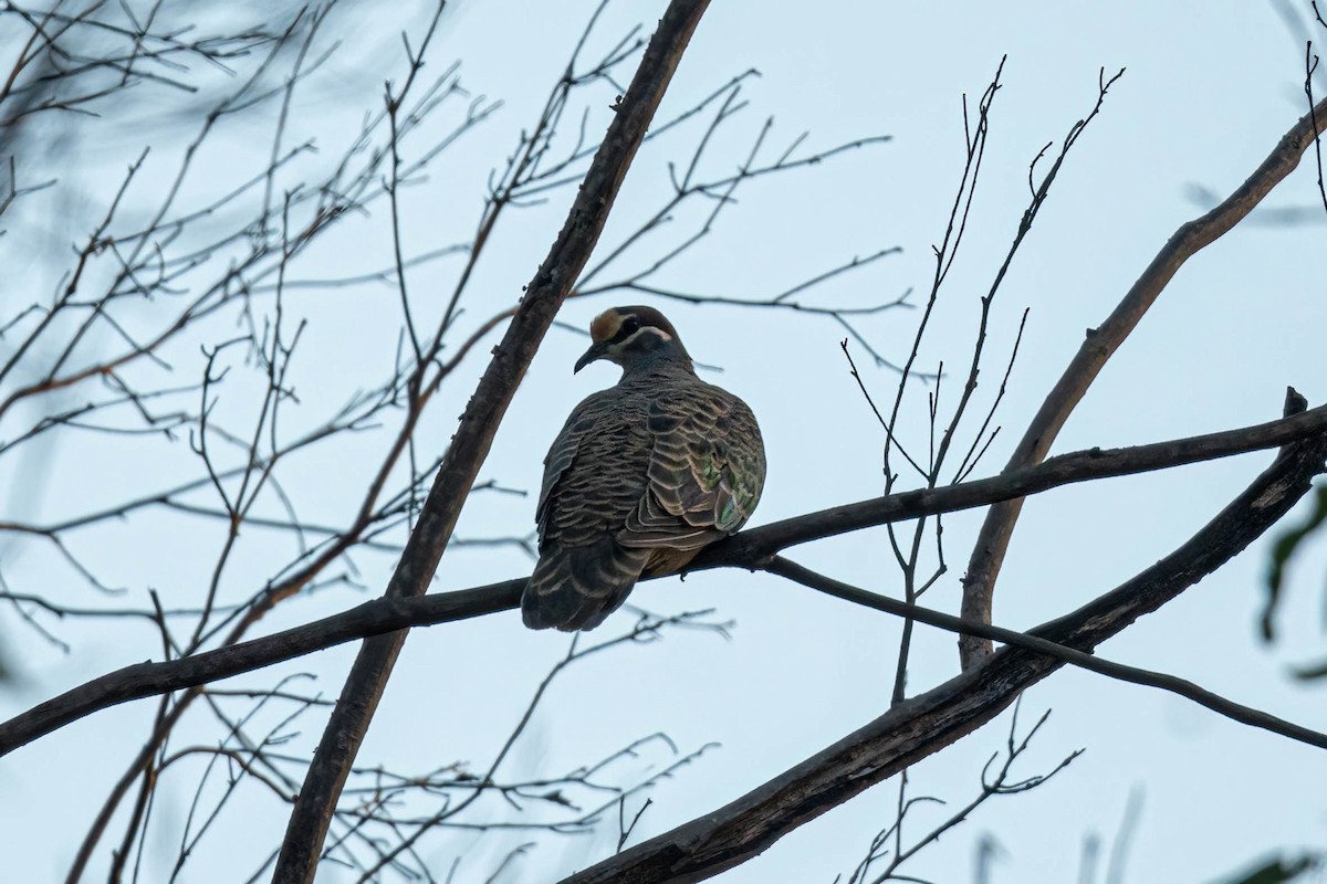 Common Bronzewing - ML637087546