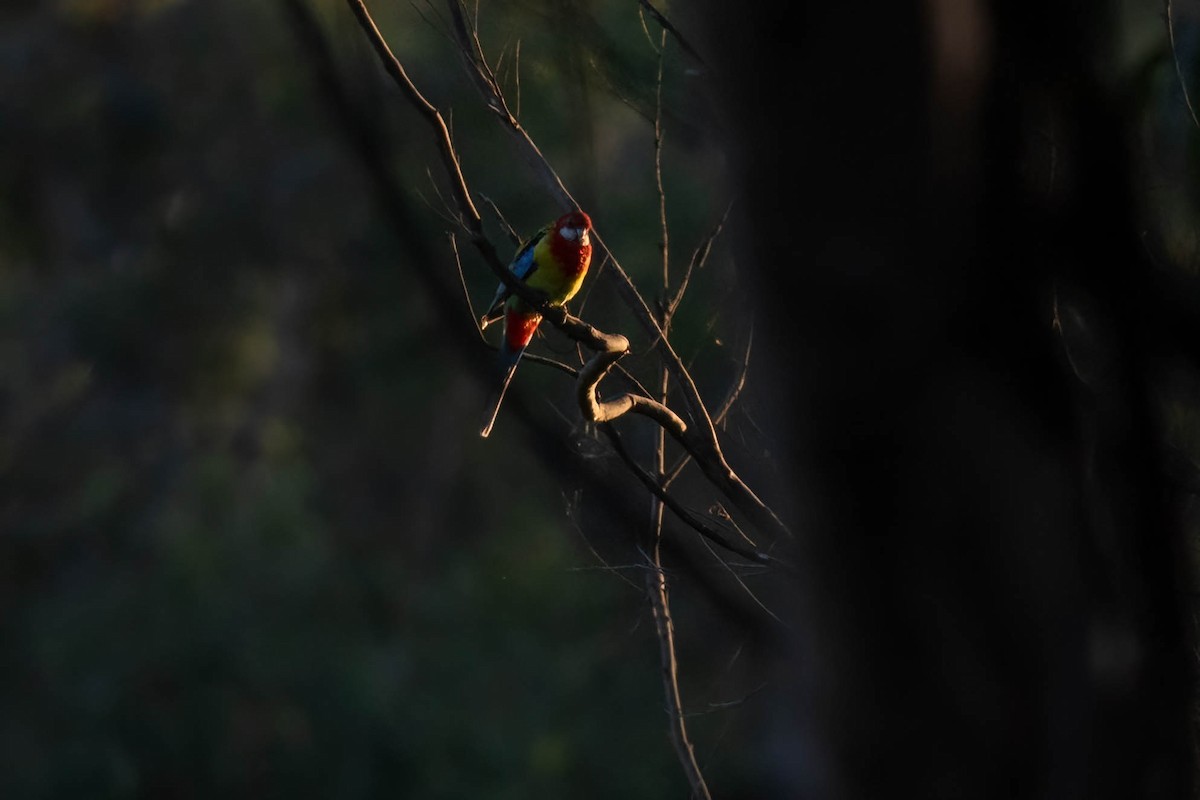 Rosella orientale - ML637087555