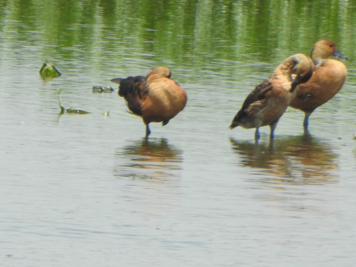 Fulvous Whistling-Duck - ML637087556
