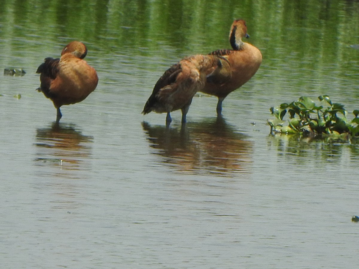 Fulvous Whistling-Duck - ML637087557
