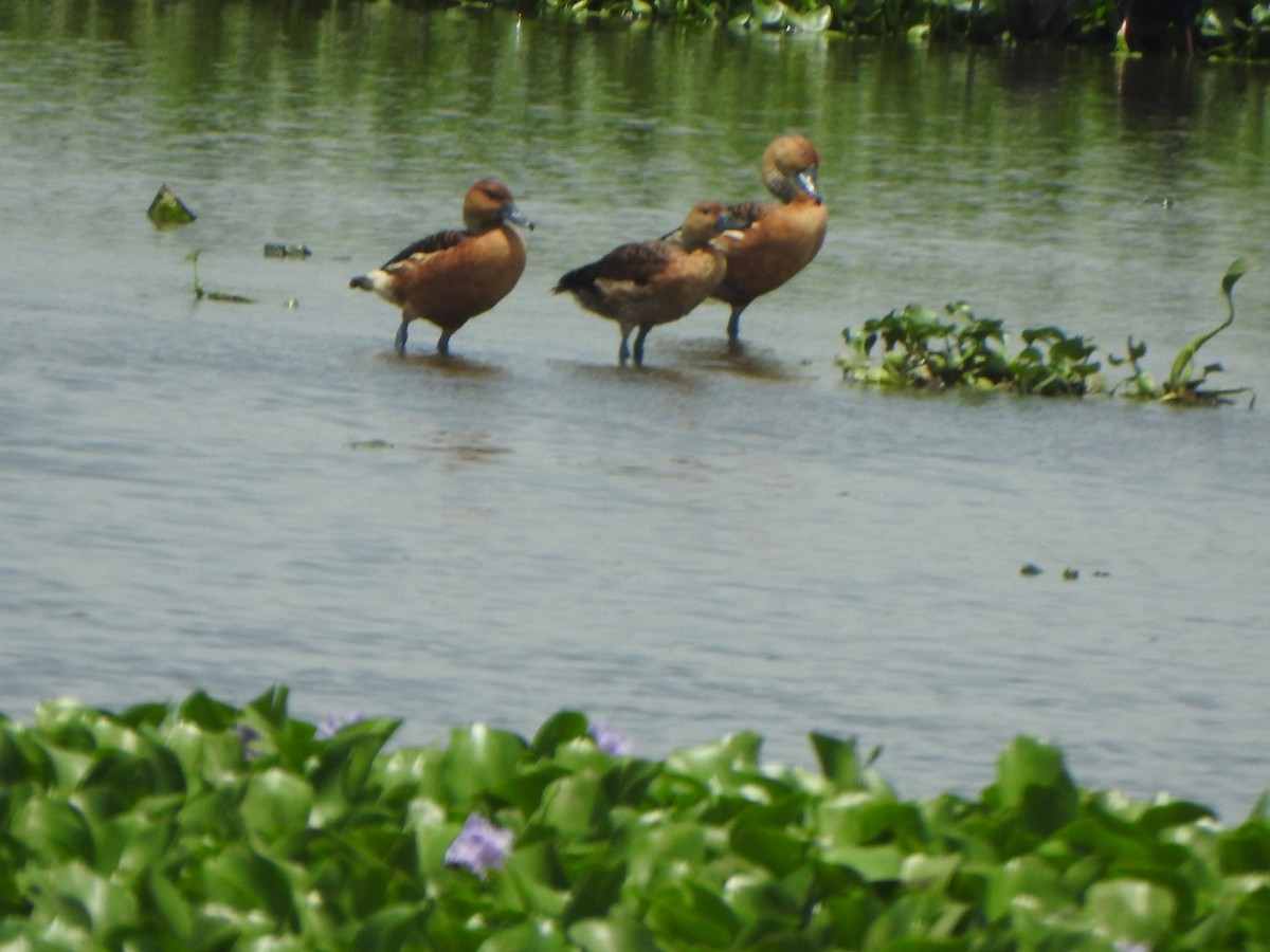 Fulvous Whistling-Duck - ML637087558