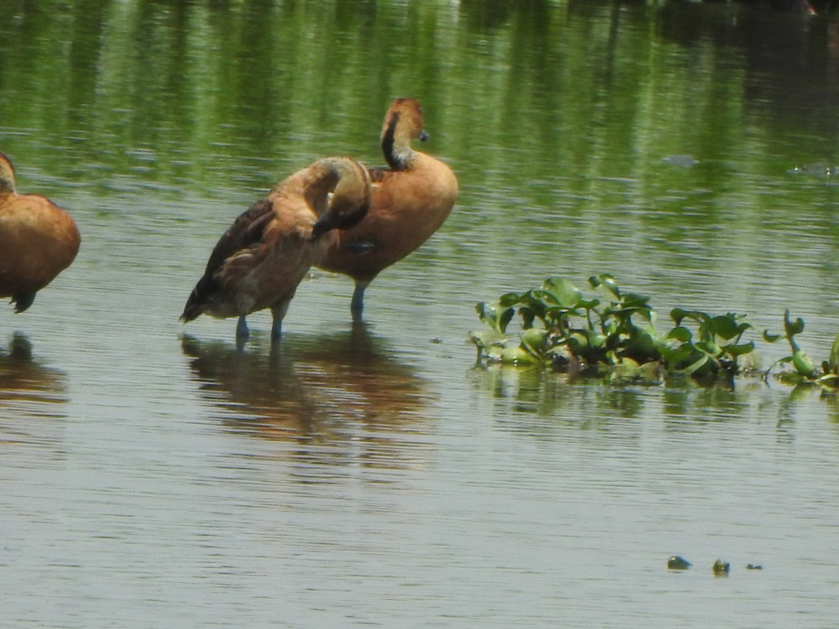 Fulvous Whistling-Duck - ML637087559