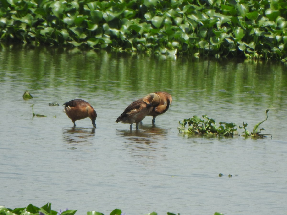 Fulvous Whistling-Duck - ML637087560