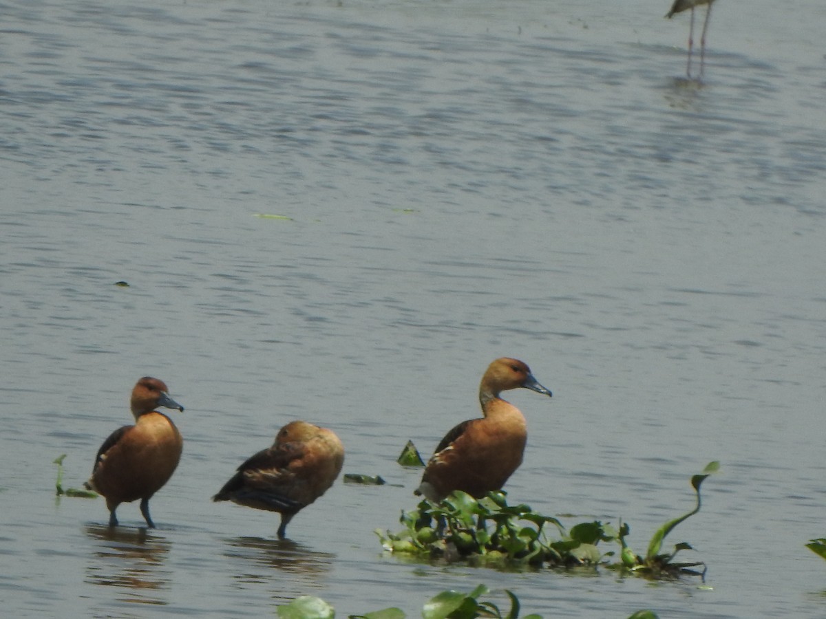 Fulvous Whistling-Duck - ML637087563
