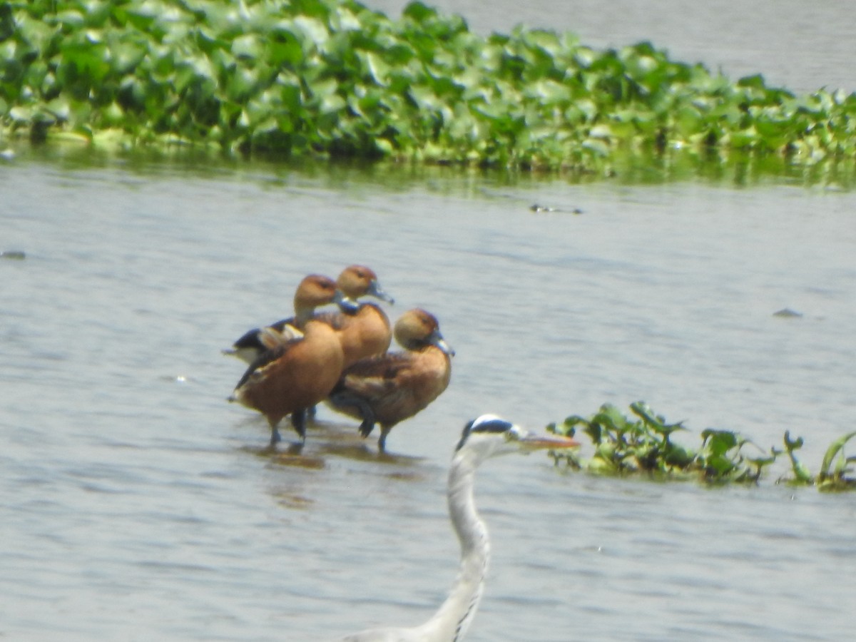 Fulvous Whistling-Duck - ML637087564