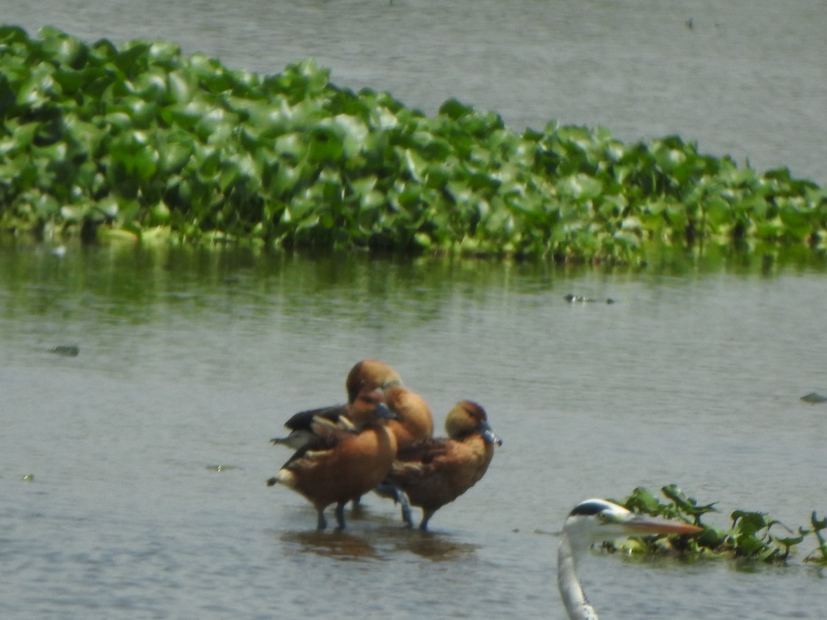Fulvous Whistling-Duck - ML637087565