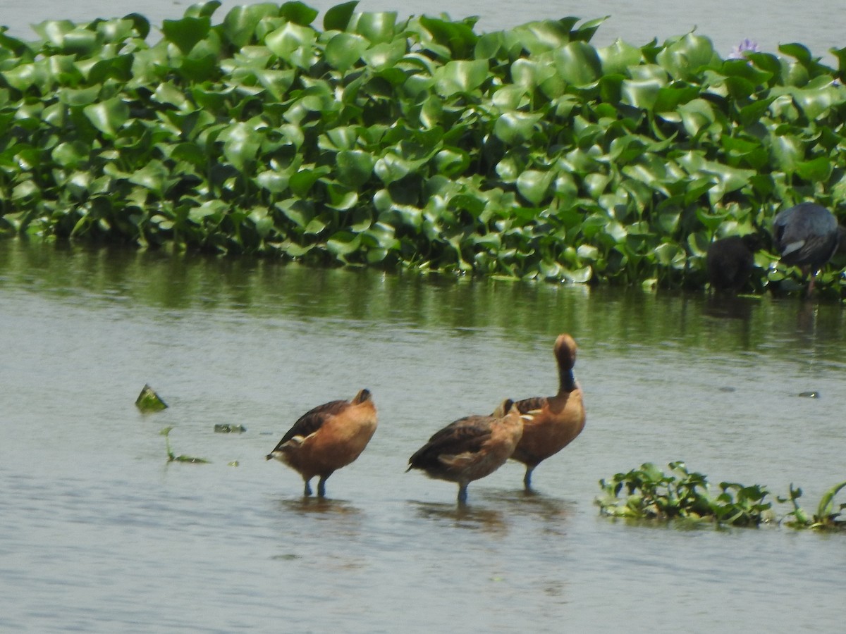 Fulvous Whistling-Duck - ML637087566