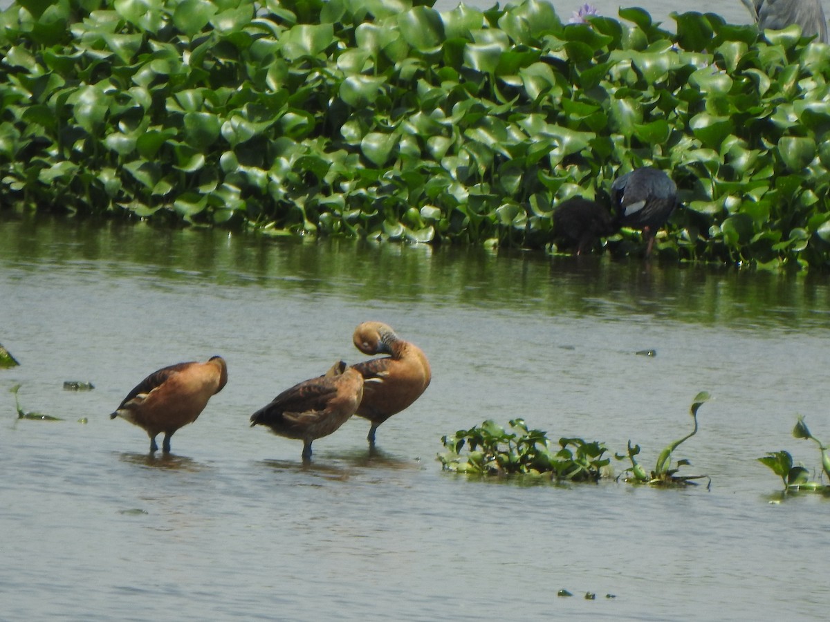 Fulvous Whistling-Duck - ML637087567