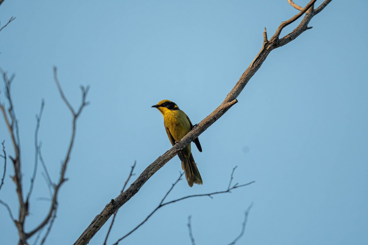 Yellow-tufted Honeyeater - ML637087568