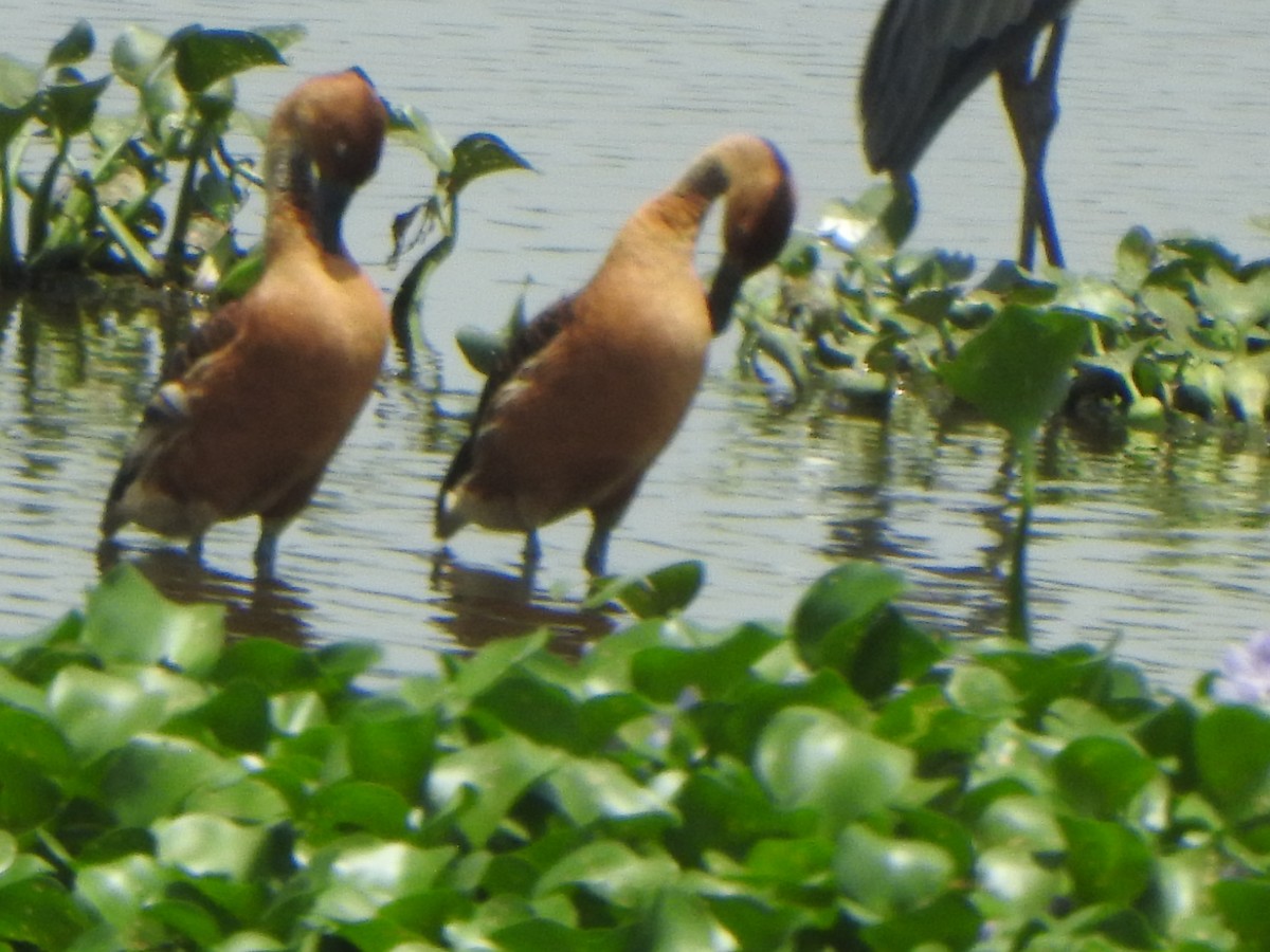 Fulvous Whistling-Duck - ML637087571