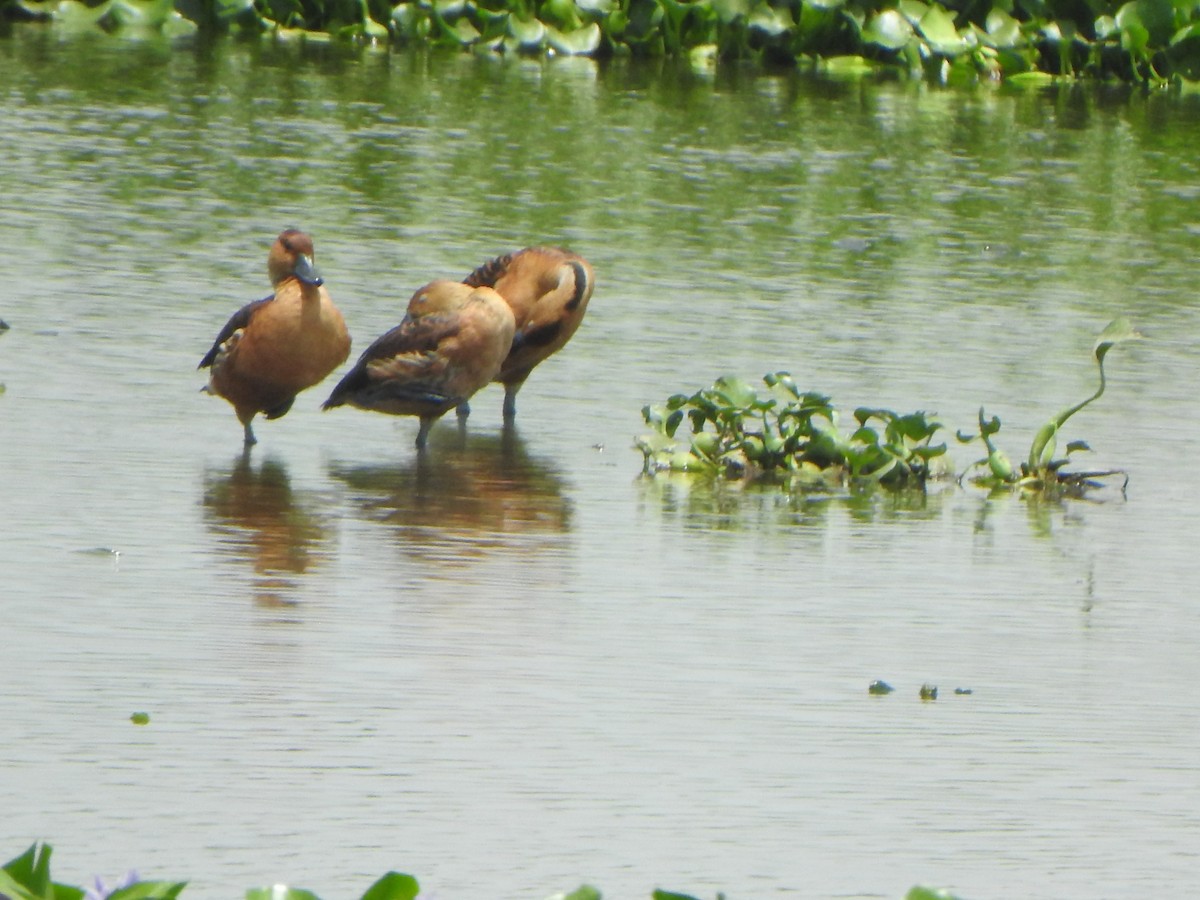 Fulvous Whistling-Duck - ML637087572