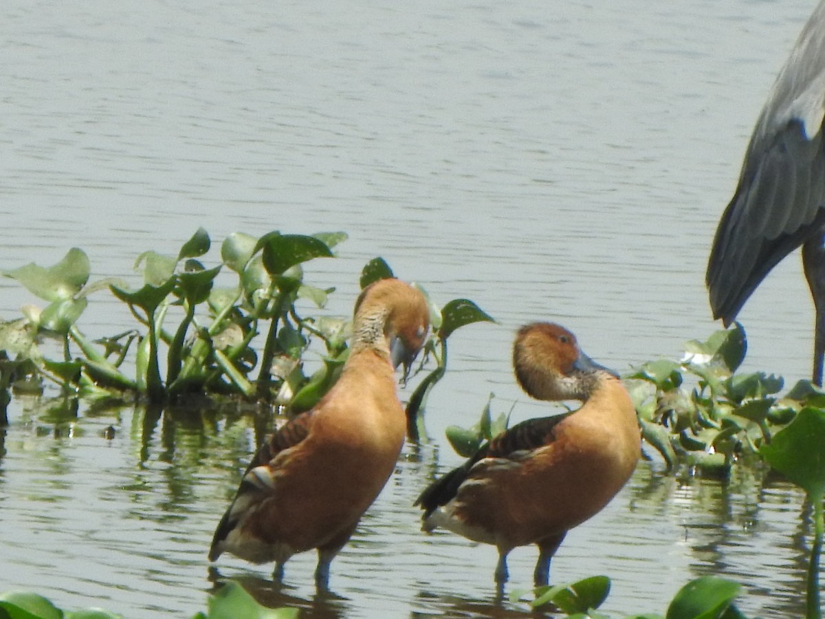 Fulvous Whistling-Duck - ML637087573