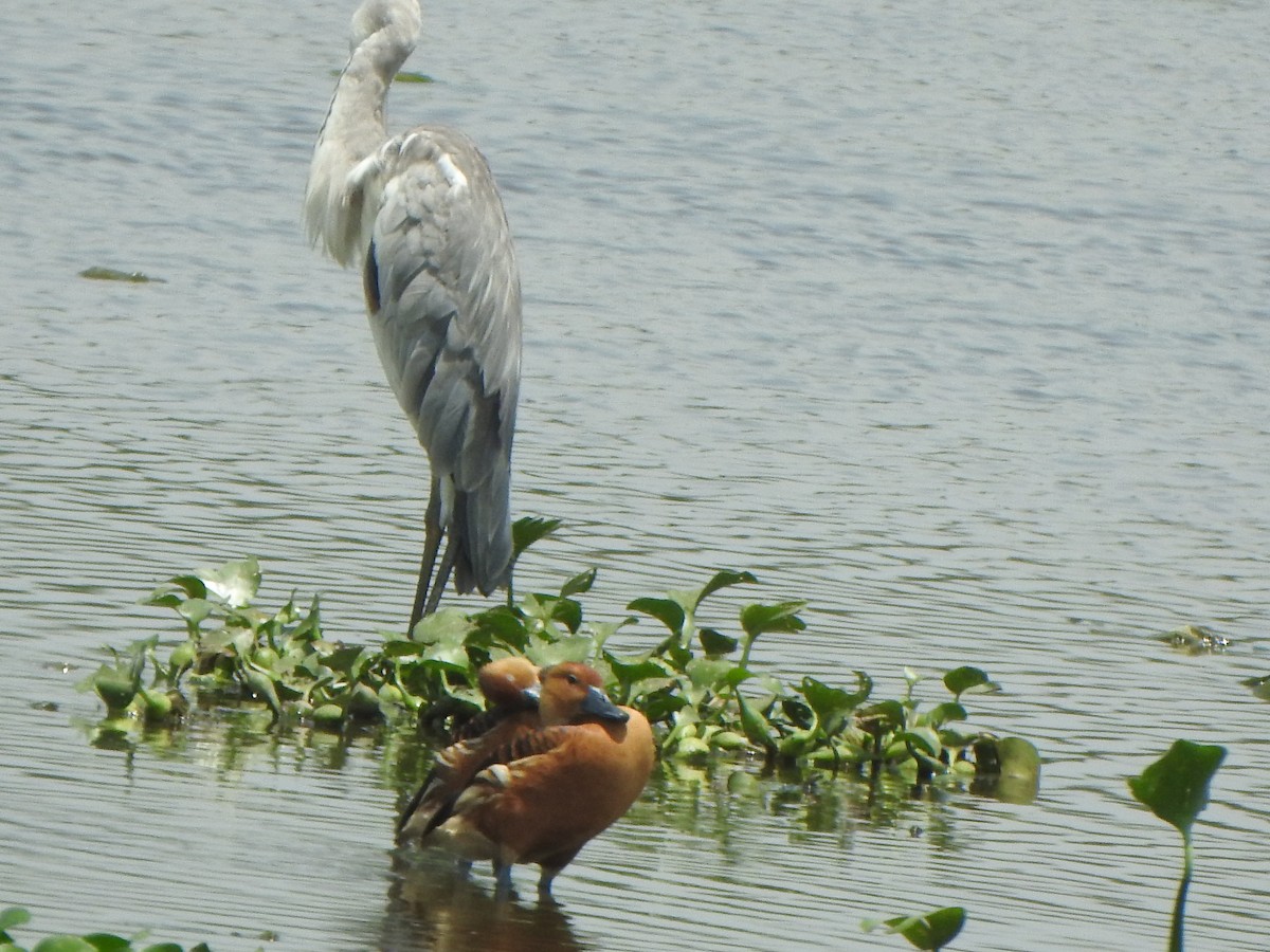 Fulvous Whistling-Duck - ML637087575