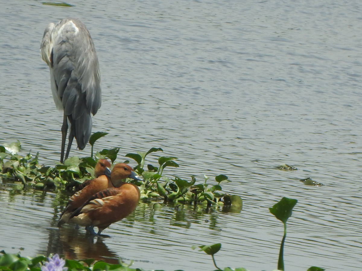Fulvous Whistling-Duck - ML637087576