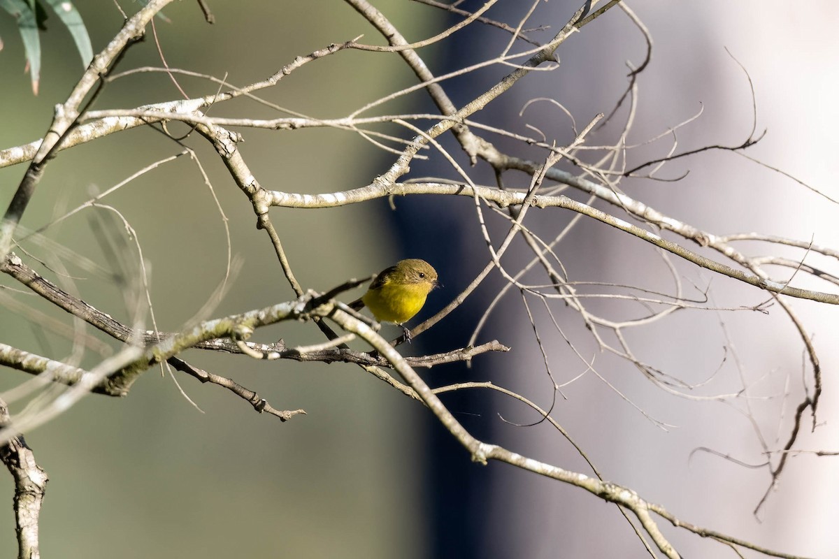 Yellow Thornbill - ML637087577