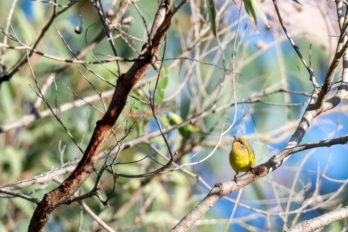 Yellow Thornbill - ML637087578