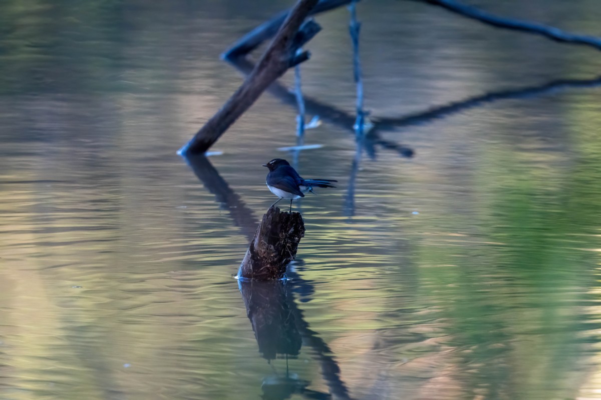 Willie-wagtail - ML637087591