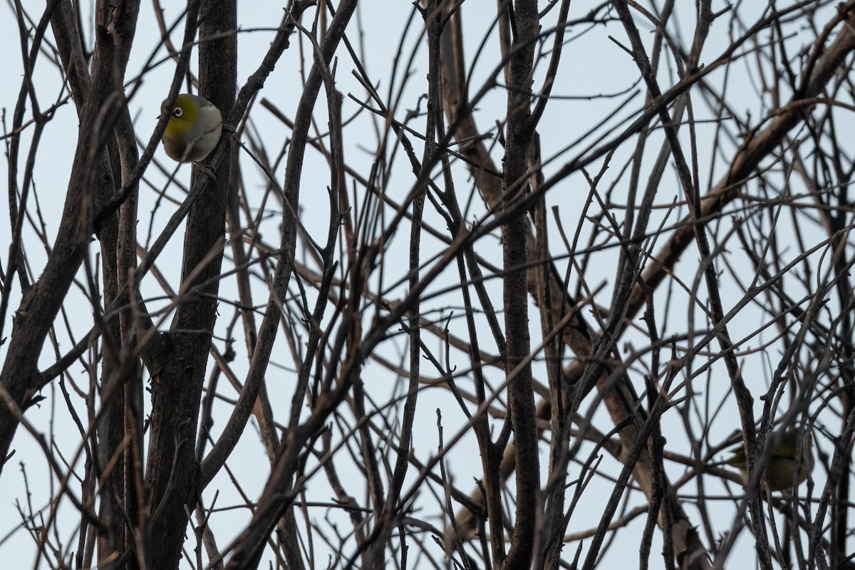 Silvereye - ML637087599