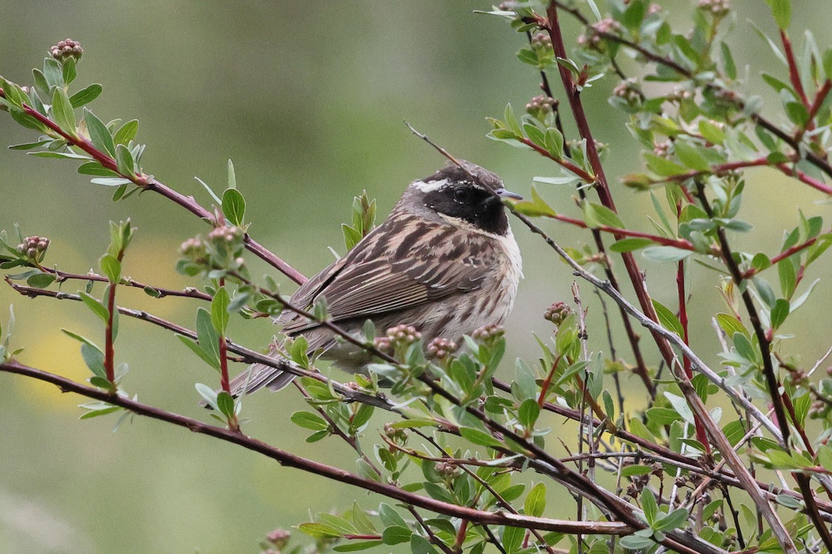 Black-throated Accentor - ML637087644
